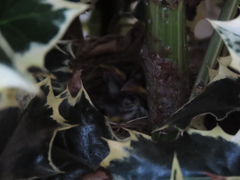 Zonotrichia leucophrys