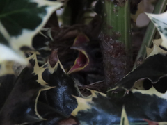 Zonotrichia leucophrys