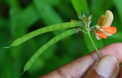 Tephrosia tinctoria