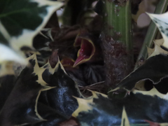 Zonotrichia leucophrys