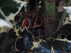 Zonotrichia leucophrys