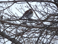 Turdus pilaris