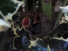 Zonotrichia leucophrys