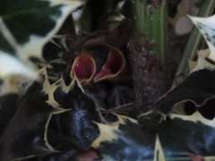 Zonotrichia leucophrys