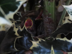 Zonotrichia leucophrys