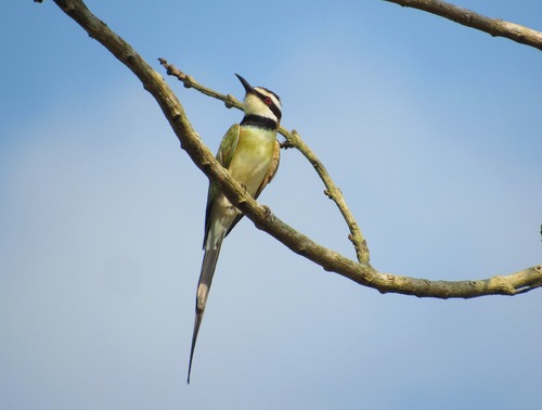 White-throated Bee-eater