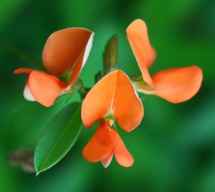 Tephrosia tinctoria