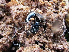 Chilothorax distinctus