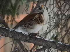 Turdus pilaris