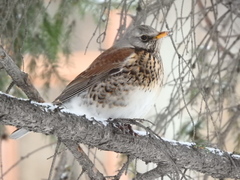 Turdus pilaris