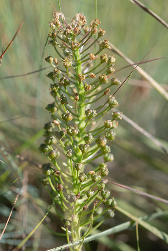 sand lily (Schizocarphus nervosus)