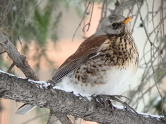 Turdus pilaris