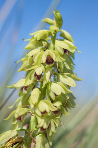 Leafy Harlequin (Orthochilus foliosus)