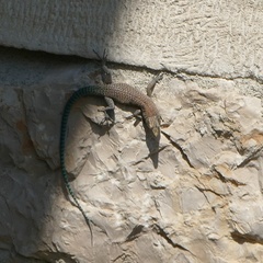 Dalmatolacerta oxycephala