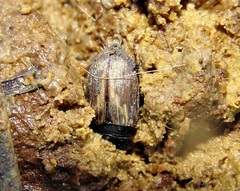 Melinopterus