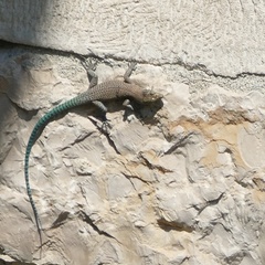 Dalmatolacerta oxycephala