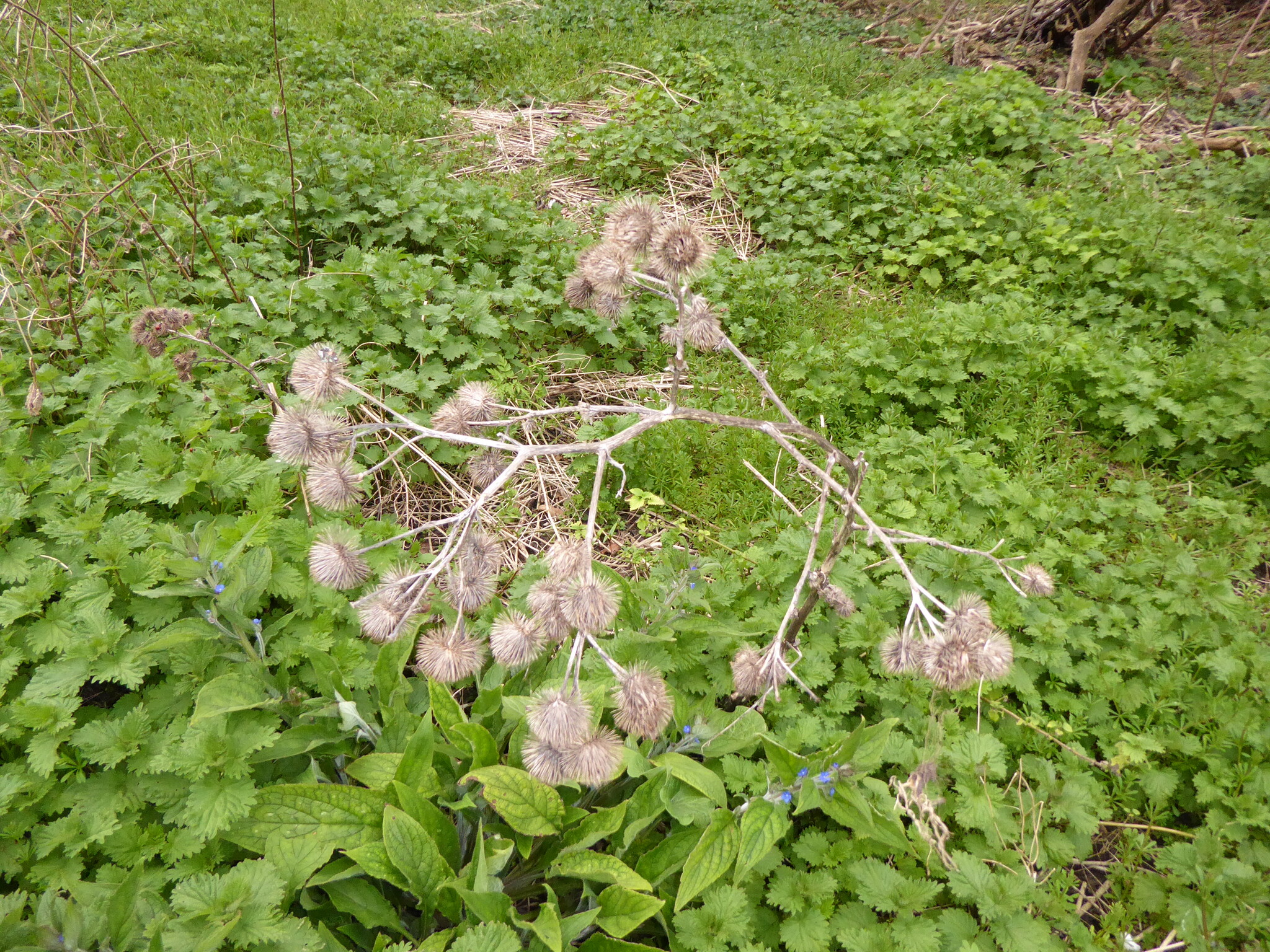 Greater Burdock (Arctium lappa)