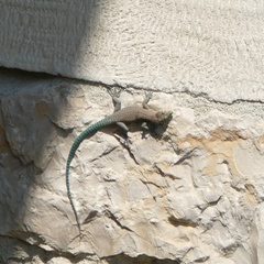 Dalmatolacerta oxycephala