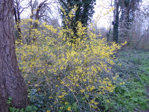 Border Forsythia (Forsythia ×)