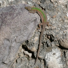 Podarcis melisellensis