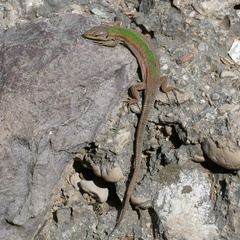 Podarcis melisellensis