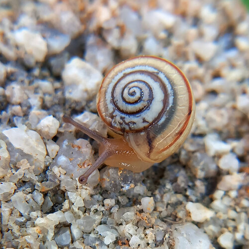 Portugala inchoata
