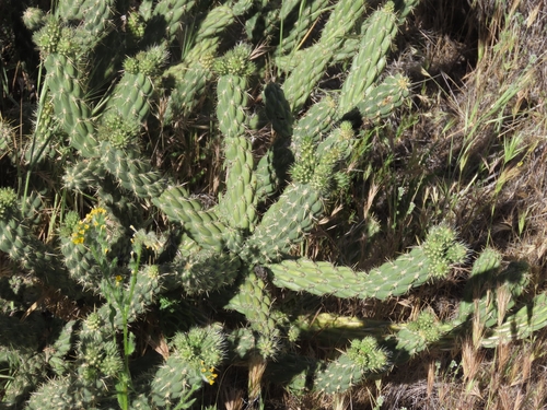 Cane Cholla (Cylindropuntia bernardina)