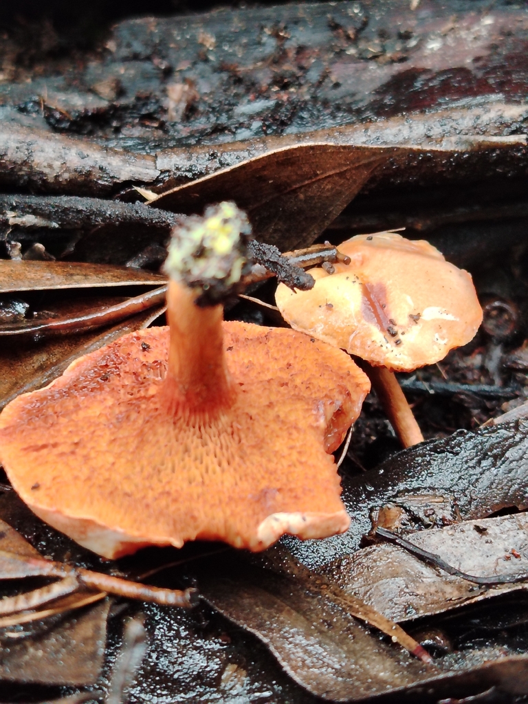 Chalciporus piperatus · March 2026 · photo: © cat_delmar (iNaturalist, CC)