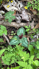 (c) charlie olson, some rights reserved (CC BY) Trillium decumbens, photograph (c) charlie olson, some rights reserved (CC BY)