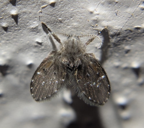 Unknown species found near Mesa County, US-CO, US