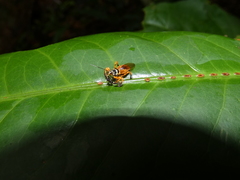 Agriocoris flavipes