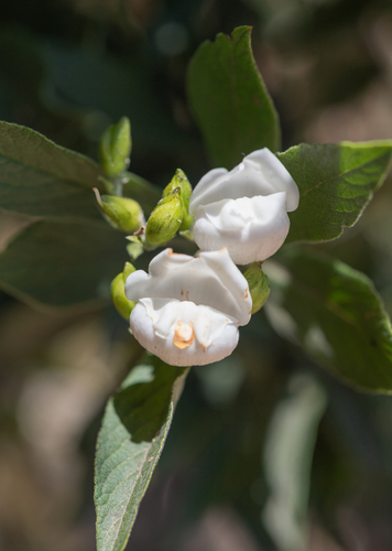 Natal Shellflower (Bowkeria verticillata)