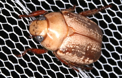 Anoplognathus concolor