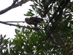 Psarocolius bifasciatus