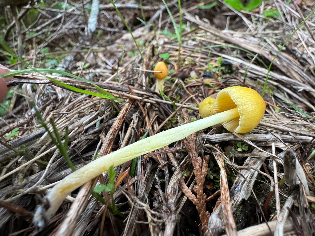 Bolbitius titubans · March 2026 · photo: © mswiseman (iNaturalist, cc-by)