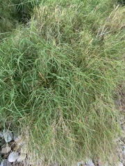 Muhlenbergia dumosa
