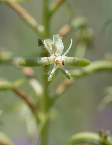 Smallface Ghost Orchid (Habenaria humilior)