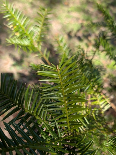 Torreya taxifolia, photograph 2