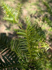 Torreya taxifolia, photograph (c) rainbowkitten, some rights reserved (CC BY)