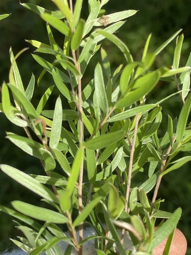 Leptospermum neglectum, 2026-03-24