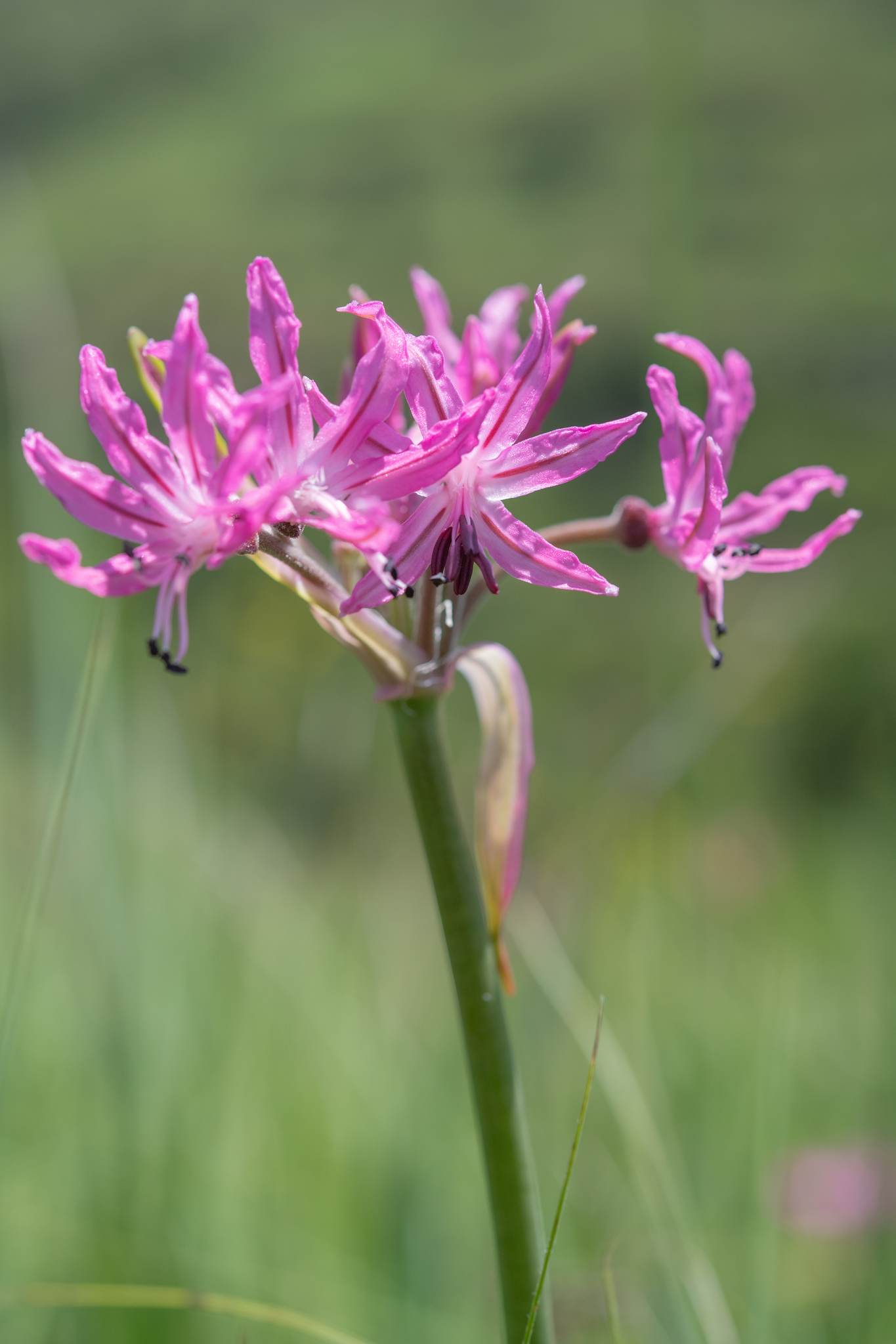 Whitetip Nerine (Nerine appendiculata)