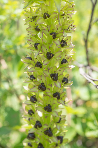Eucomis comosa