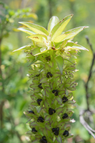 Eucomis comosa