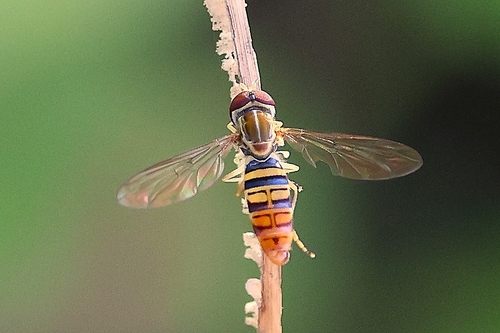 Unknown species found near Tulsa, OK 74115, USA