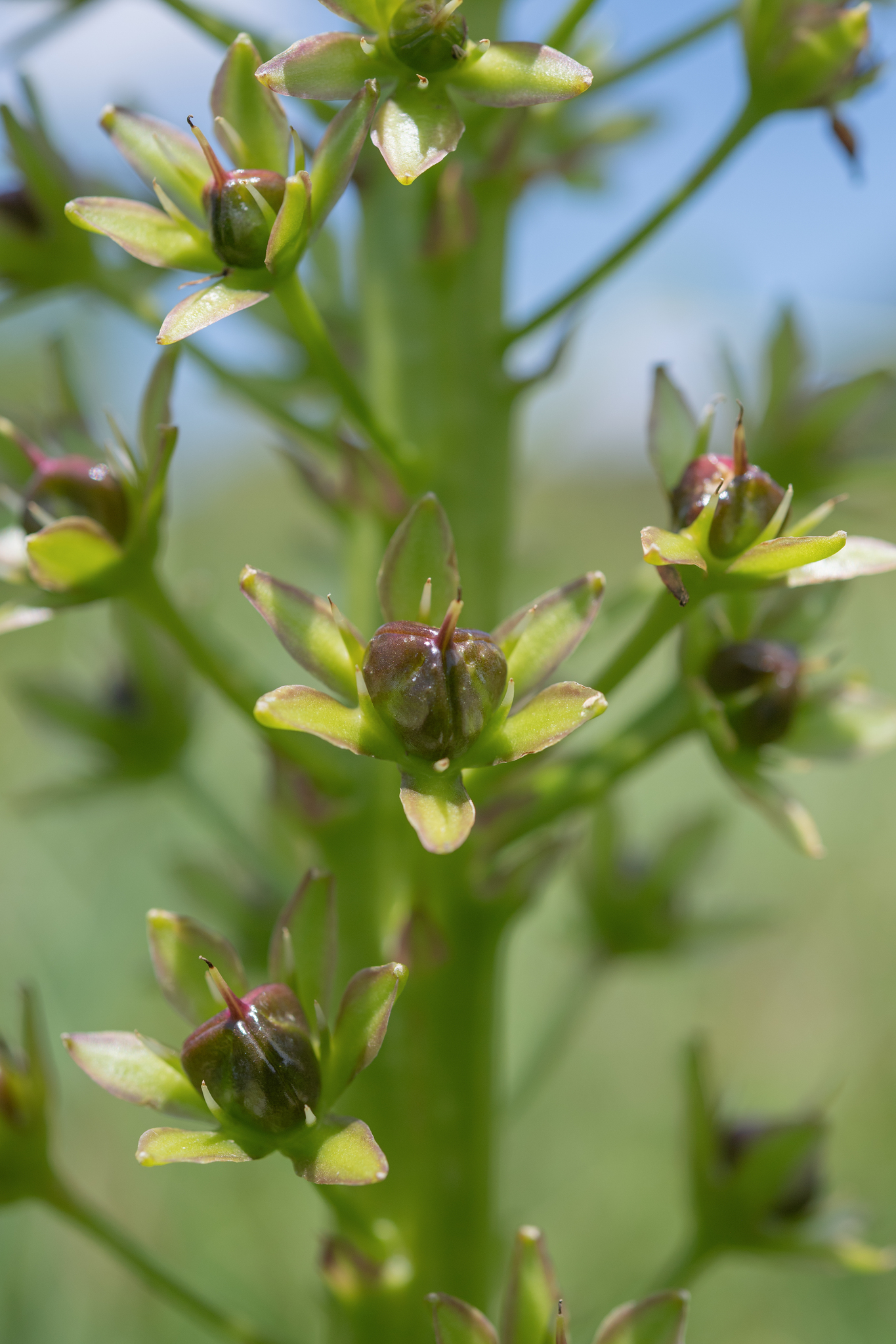 Pineapple Flower (Eucomis comosa)