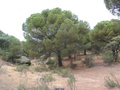 Lavandula stoechas luisieri