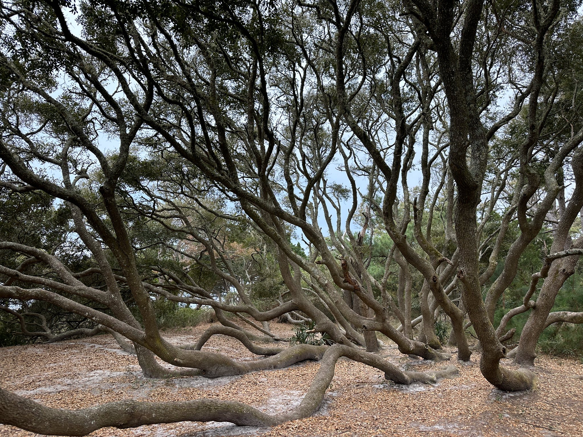 Southern Live Oak (Quercus virginiana)