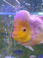 Amphilophus labiatus × cichlasoma trimaculatum