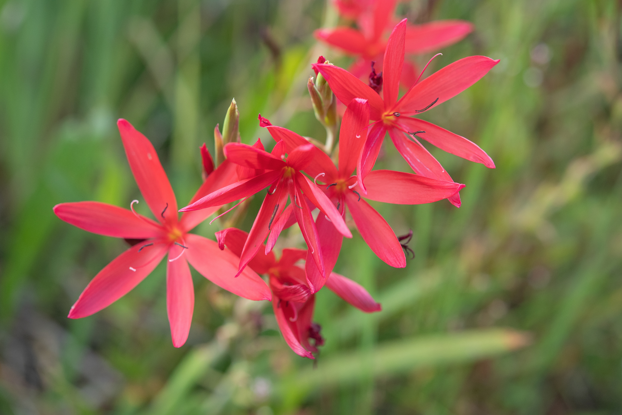 Scarlet River Lily (Hesperantha coccinea)
