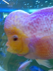 Amphilophus labiatus × cichlasoma trimaculatum